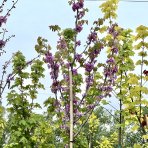 Judášovec strukový  (Cercis Siliquastrum) výška- 300-340 cm, obvod kmeňa 8/10 cm, kont C45L (-18°C) - NA KMIENKU